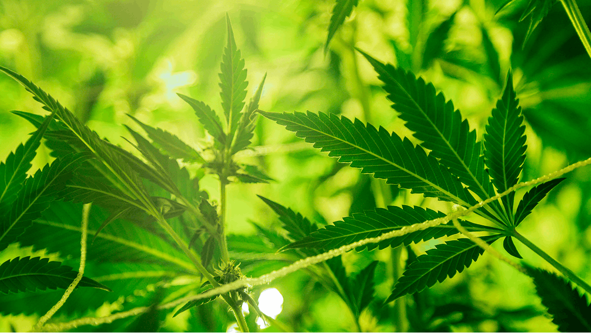 www.cannabisequipmentnews.com
