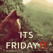 Its Friday Gorilla GIF - ItsFriday Gorilla Monkey GIFs