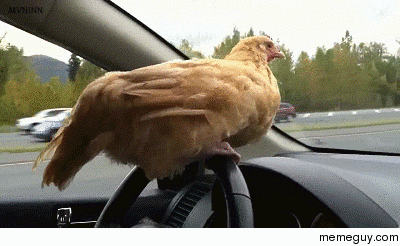 just-driving-chicken-113814.gif