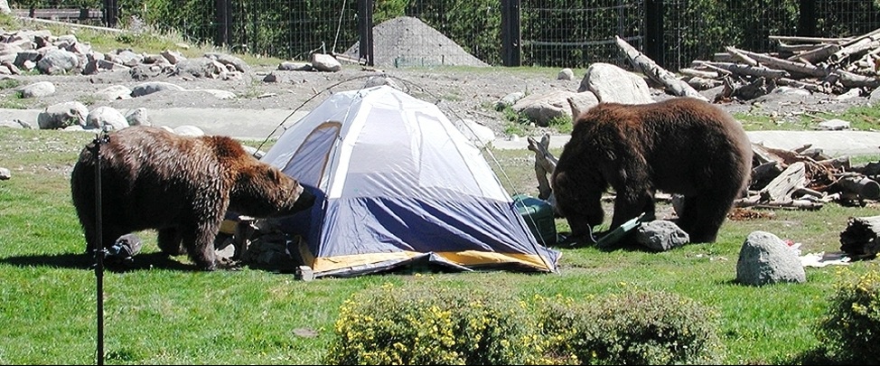 bears_attack_tent.jpg