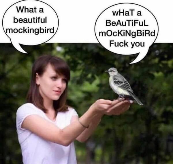 beautiful-mockingbird-beautiful.jpg